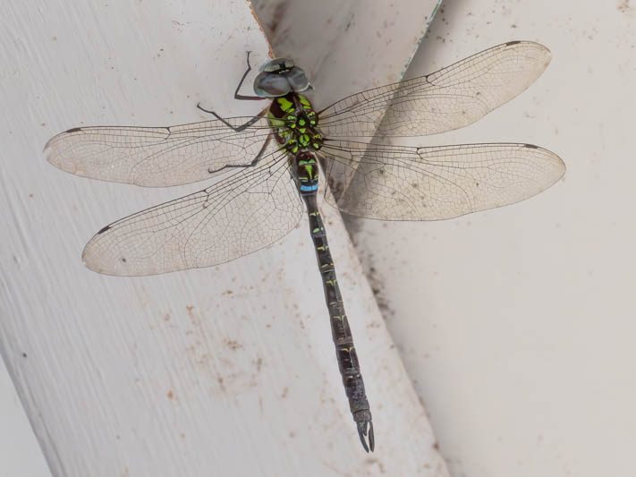 Rhionaeschna psilus (Turquoise-tipped Darner).jpg